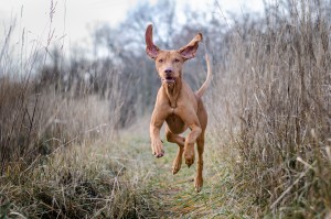 happy running dog